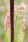 Bottle gentian